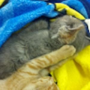 Meet your Posher, Cori